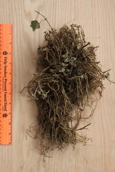 Monarda fistulosa