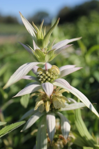Monarda punctata