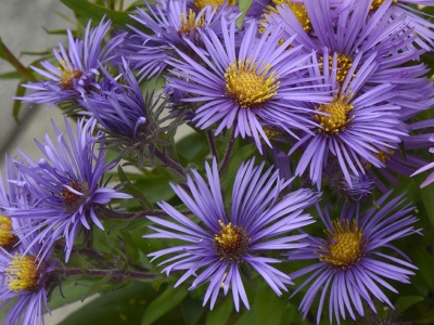 Symphyotrichum novae-angliae