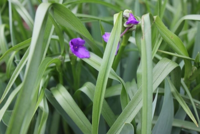 Tradescantia ohiensis