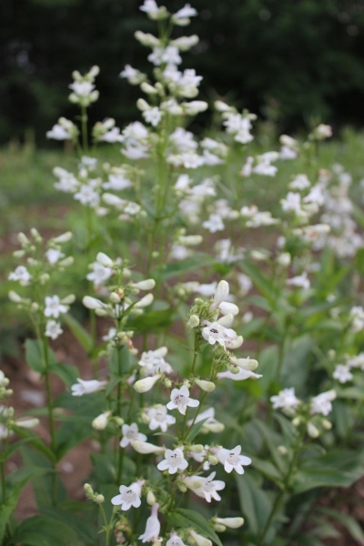 Penstemon digitalis