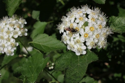 Physocarpus opulifolius