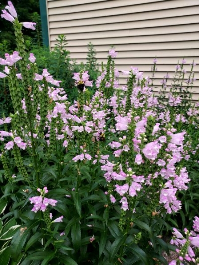 Physostegia virginiana
