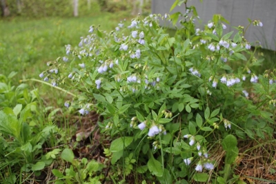 Polemonium reptans
