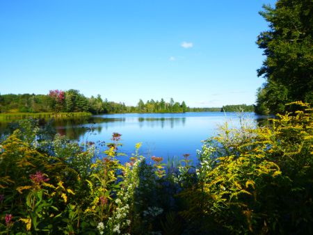 Top Ten Best Native Perennial Plants For Shore Land Beautification