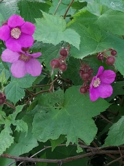 Rubus odoratus