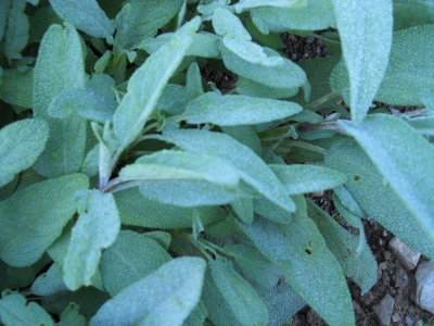 Salvia officinalis