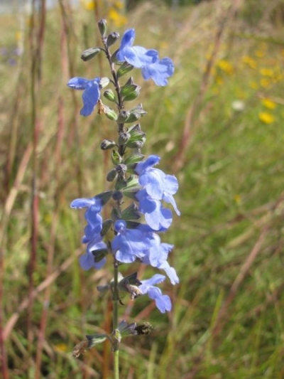 Salvia azurea