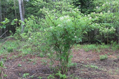 Sambucus racemosa