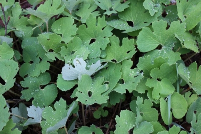 Sanguinaria canadensis