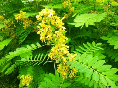 Senna hebecarpa