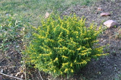 Solidago caesia