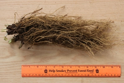 Oligoneuron rigida