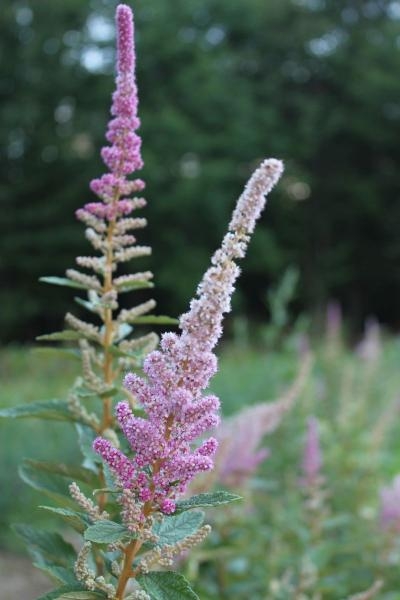 Spirea tomentosa