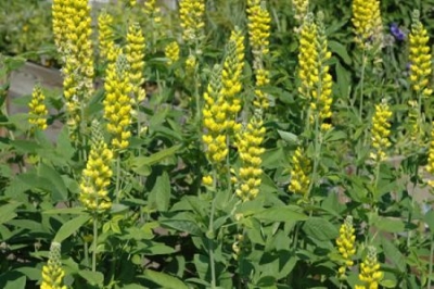 Thermopsis caroliniana