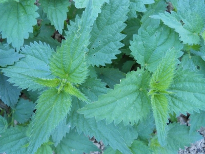 Urtica dioica