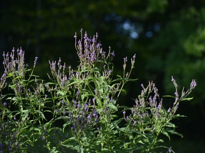 Verbena hastata