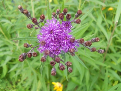 Vernonia noveboracensis