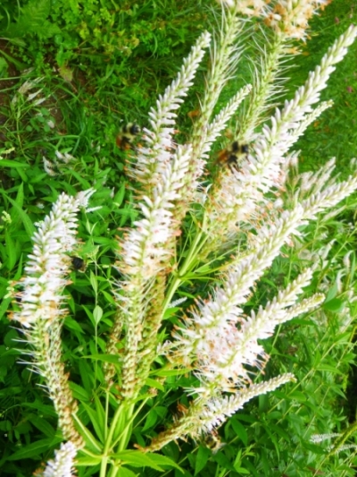 Veronicastrum virginicum