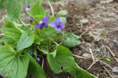 Viola sororia