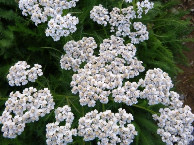 Achillea millefolium