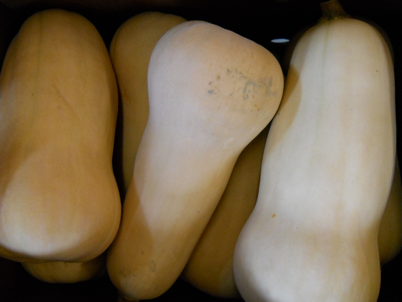 Butternut Squash
