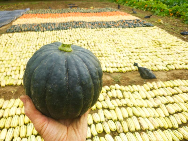 Tetsukabuto Squash