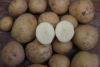 Potatoes, mini – Eva (white flesh)