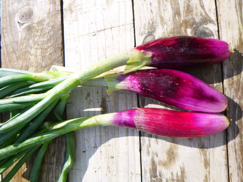 Onions – fresh red long