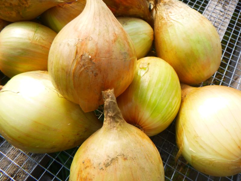 Onions – sweet
