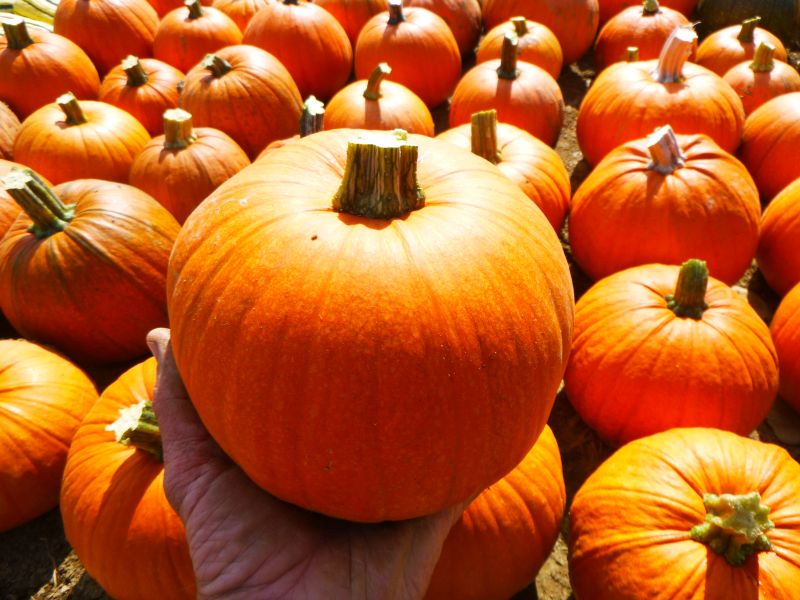 Pumpkin – New England Pie