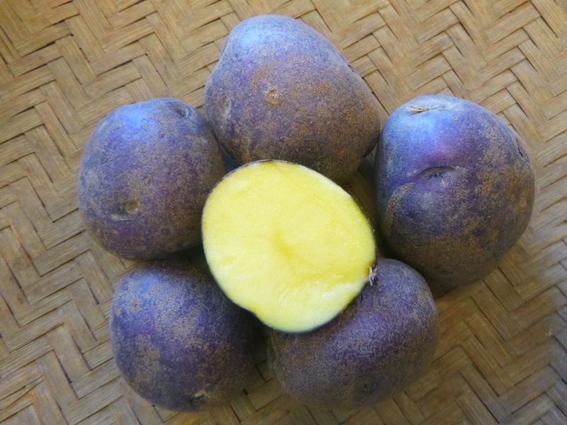 Potatoes – Purple Sun (yellow flesh)