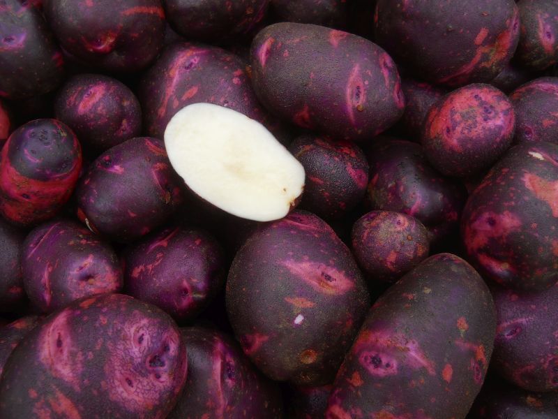 Potatoes, mini – Purple Viking