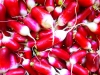 Radish – French Breakfast