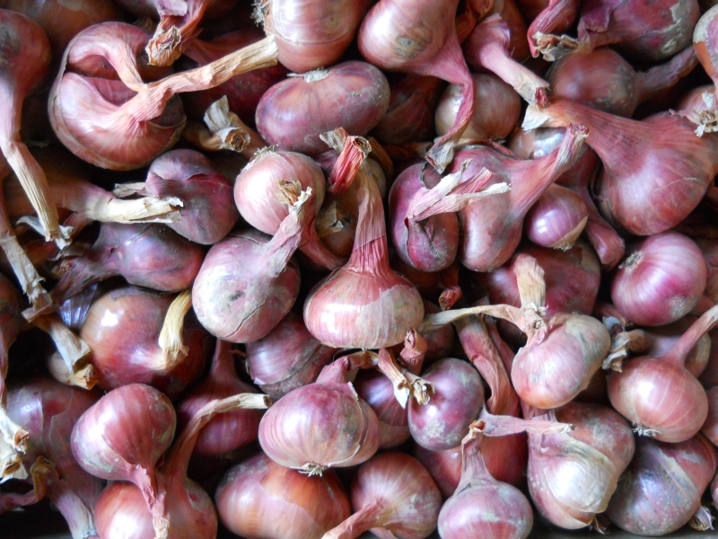 Shallots