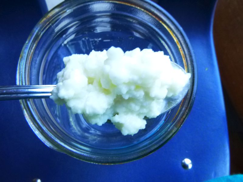 Kefir Grains, active, free gift