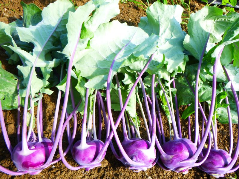 Kohlrabi – small bulbs purple