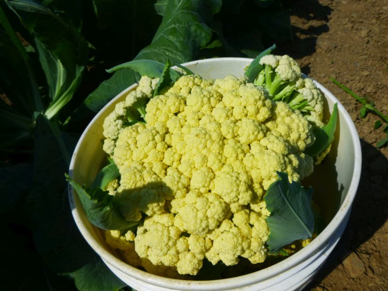 Cauliflower – sprouting/caulini